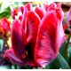 Tulipan Erna Lindgreen - opak. 5 szt.