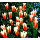 Tulipan Heart's Delight - 5 szt.