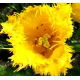 Tulipan Royal Elegance - opak. 5 szt.