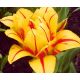 Tulipan Monsella - opak. 5 szt.