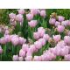 Tulipan Pink Diamond - opak. 5 szt.