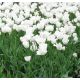 Tulipan Swan Wings  opak. 5 szt.