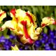 Tulipan Flaming Parrot - opak. 5 szt.