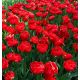 Tulipan Miranda - opak. 5 szt.