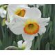 Narcyz Flower Record - 5 cebul