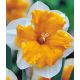 Narcyz Orangery - opak. 5 szt.