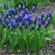 Szafirek szerokolistny - Muscari latifolium op. 10 szt.