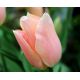Tulipan Apricot Beauty - opak. 5 szt.