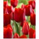 Tulipan Bastogne - opak. 5 szt.