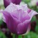Tulipan Blue Heron  opak. 5 szt.