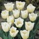 Tulipan Cheers - opak. 5 szt.