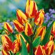 Tulipan Colour Spectacle - opak. 5 szt.
