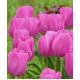 Tulipan Don Quichotte - opak. 5 szt.