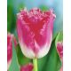 Tulipan Fancy Frills - opak. 5 szt.