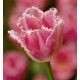 Tulipan Fancy Frills - opak. 5 szt.