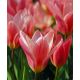 Tulipan Fashion - opak. 5 szt.
