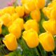 Tulipan Golden Apeldoorn - opak. 5 szt.