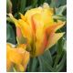 Tulipan Golden Artist - opak. 5 szt.
