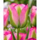 Tulipan Groenland - opak. 5 szt.