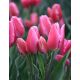 Tulipan Happy Family - opak. 5 szt.