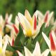 Tulipan Johann Strauss - opak. 5 szt.