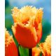 Tulipan Lambada - opak. 5 szt.