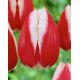 Tulipan Leen van der Mark - opak. 5 szt.