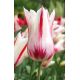 Tulipan Marilyn - opak. 5 szt.