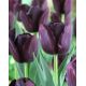 Tulipan Queen of Night - opak. 5 szt.