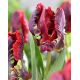 Tulipan Rococo - opak. 5 szt.