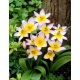 Tulipan Saxatilis - opak. 5 szt.
