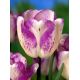 Tulipan Shirley - opak. 5 szt.