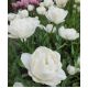 Tulipan Mount Tacoma - opak. 5 szt.