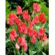Tulipan Toronto - opak. 5 szt.