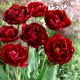 Tulipan Uncle Tom - opak. 5 szt.