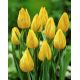Tulipan Yokohama - opak. 5 szt.