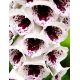 Naparstnica purpurowa Pam's Choice