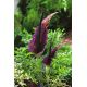 Smocza lilia - Dracunculus vulgaris