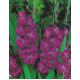Mieczyk Violetta - 5 szt.