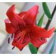Lilia azjatycka czerwona - Red