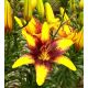 Lilia - Yellow & Brown