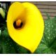 Calla Cream