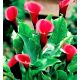 Calla czerwona - Red