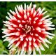 Dalia - Friquolet
