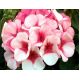 Pelargonia bluszczolistna - Speedy mixed - zwisająca