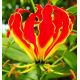 Glorioza  - Gloriosa