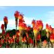Kniphofia czerwono-żółta - Płonąca Pochodnia - 1 szt.