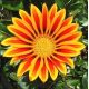 Gazania wielkokwiatowa Chansonette