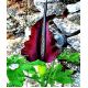 Smocza lilia - Dracunculus vulgaris