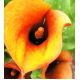 Calla pomarańczowa - Orange